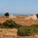 ...ed ecco, dopo alcune curve, aprirsi sulla sinistra una distesa di terra rossa sulla quale spuntano qua e l piccoli alberi, arbusti e soprattutto solitari trulli in pietra. Sullo sfondo, il blu del mare